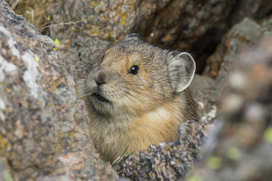 American Pika in the Rocks Photograph by Tony Hake