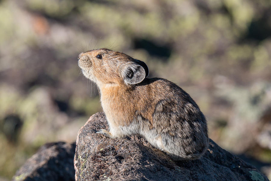 American Pika Looks to the Sun Photograph by Tony Hake