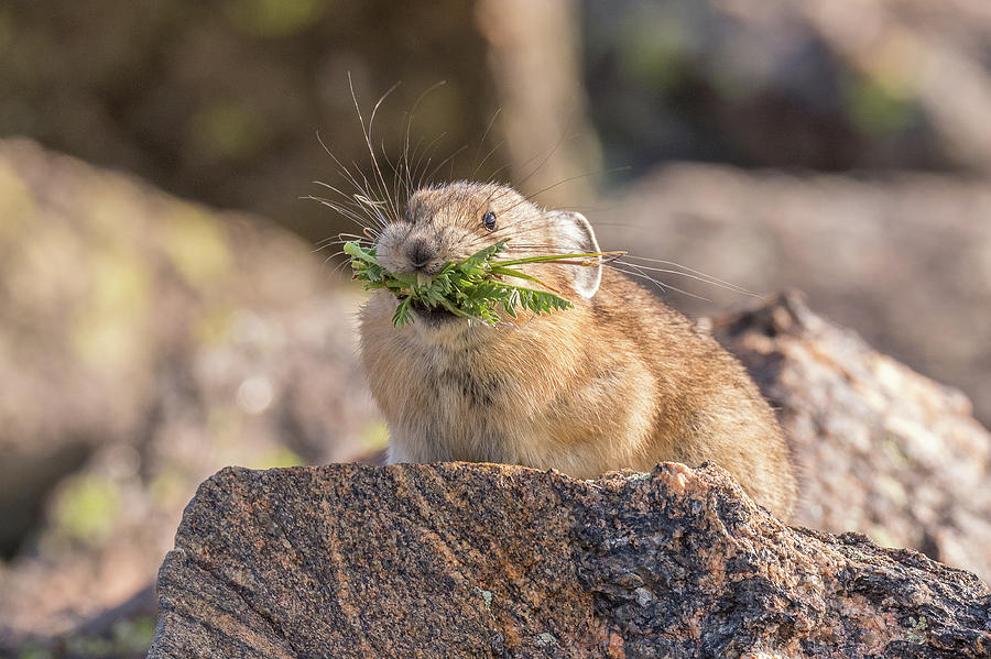 American Pika Races Back to Its Nest Photograph by Tony Hake