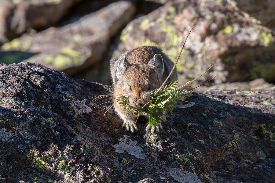 American Pika Returns with Nesting Material Photograph by Tony Hake