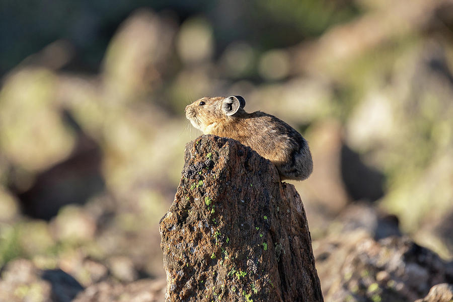 American Pika Stakes Out the High Ground Photograph by Tony Hake