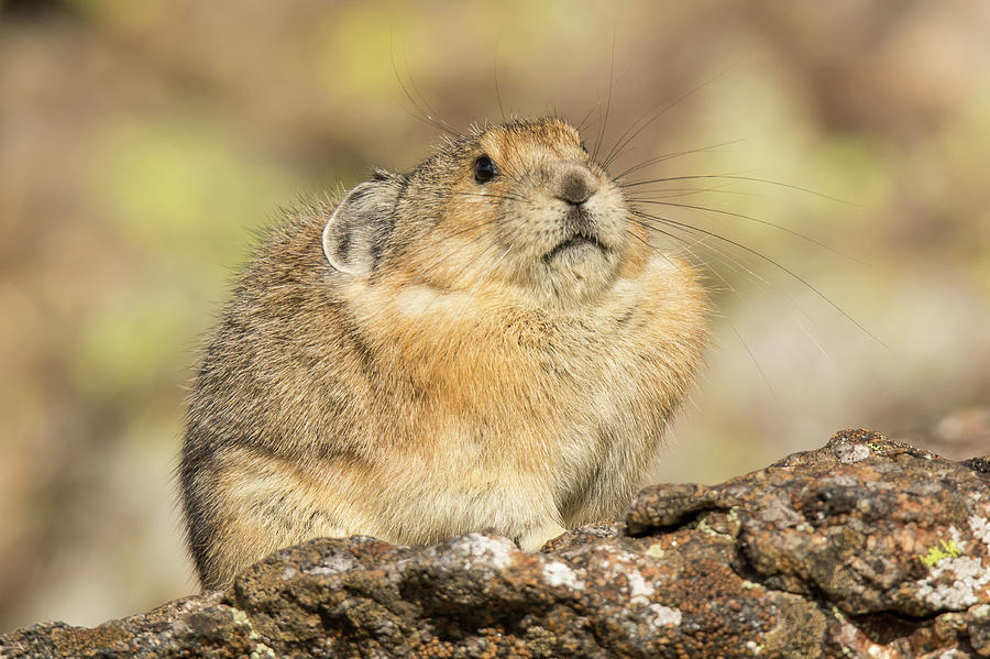 American Pika Taking in the Sun Photograph by Tony Hake