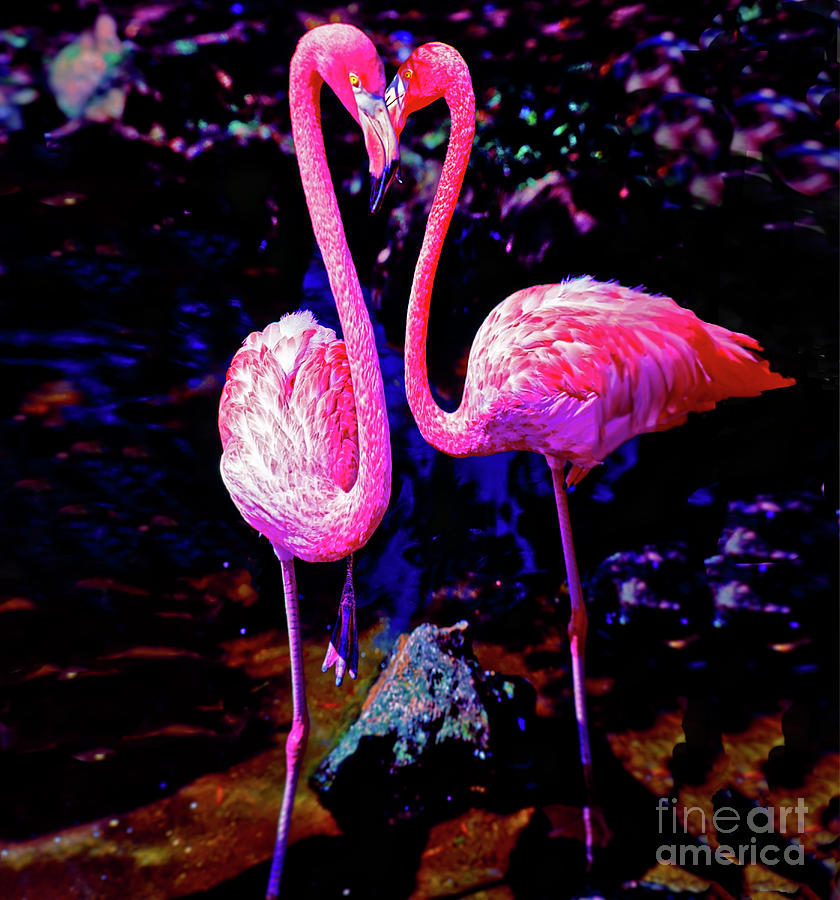 American Pink Flamingos Orlando Fl 3030300148 Photograph by Tom Jelen