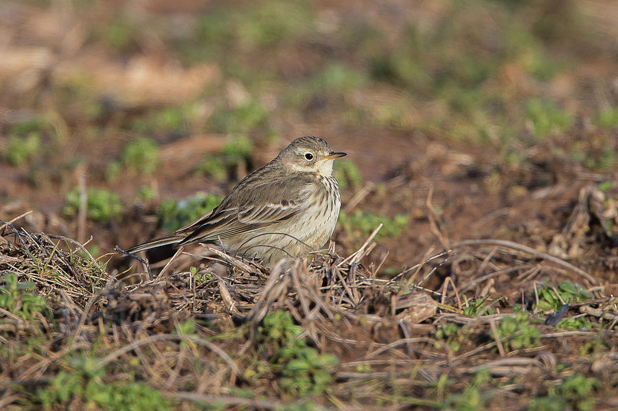 American Pipit Photograph by Ronnie Maum