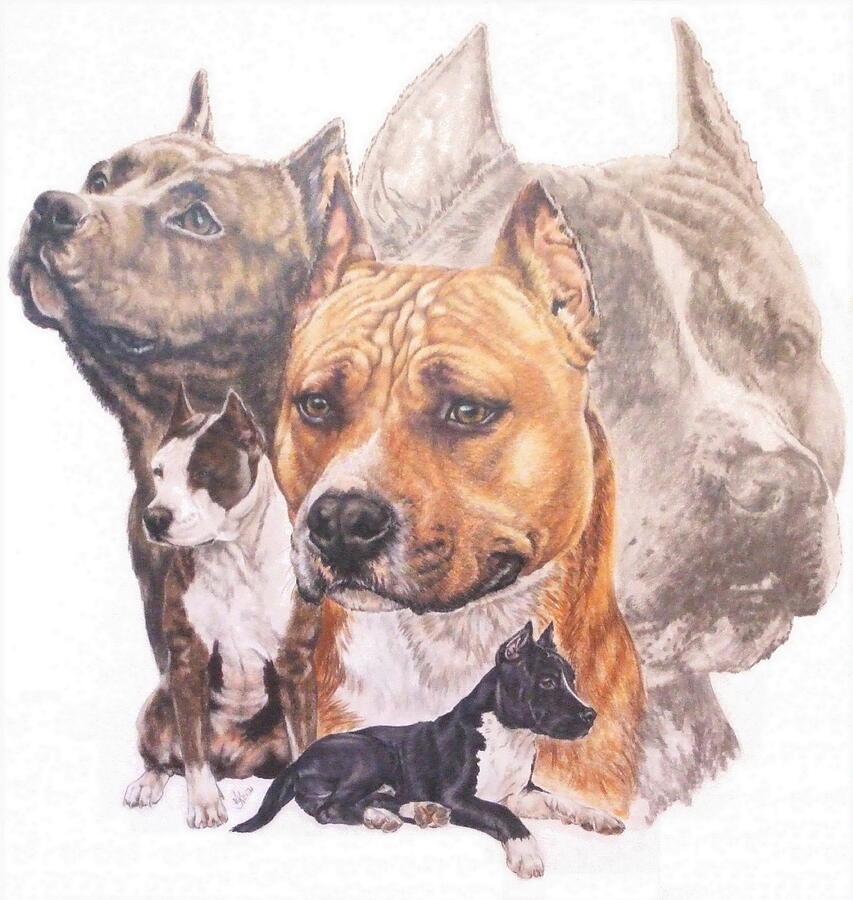 American Pit Bull Terrier Grouping Drawing by Barbara Keith