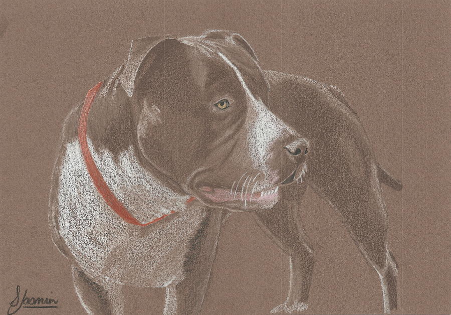 American Pit Bull Terrior 1 Drawing by Stacey Jasmin