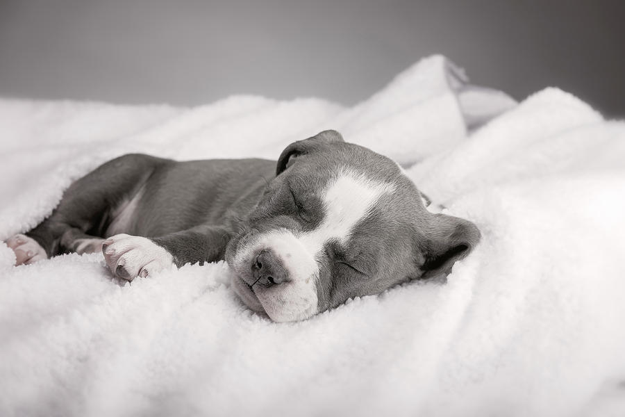 American Pitbull Puppy Photograph by Peter Lakomy