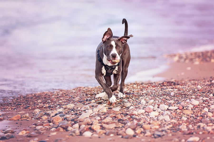 American Pitbull Terrier Photograph by Peter Lakomy