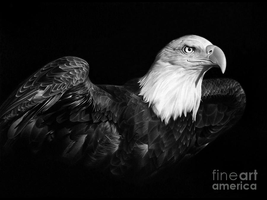 Eagle Drawing - American Pride by Miro Gradinscak