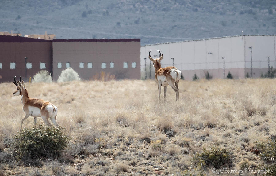 American Pronghorn Photograph by Aaron Burrows