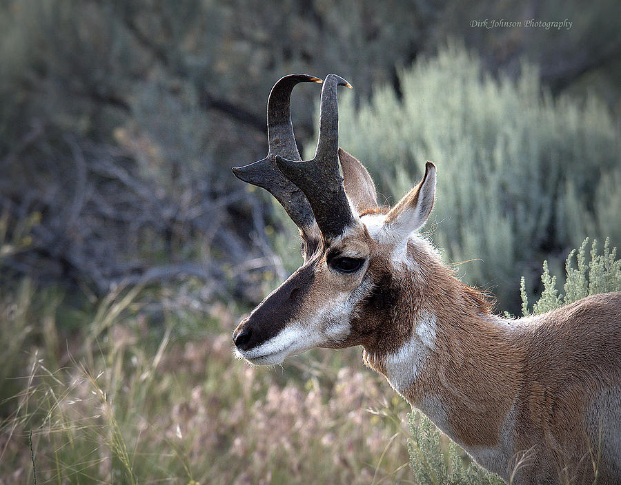 American Pronghorn Antelope Photograph by Dirk Johnson