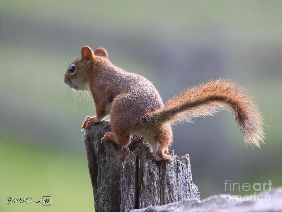 American Red Squirrel Photograph by J McCombie