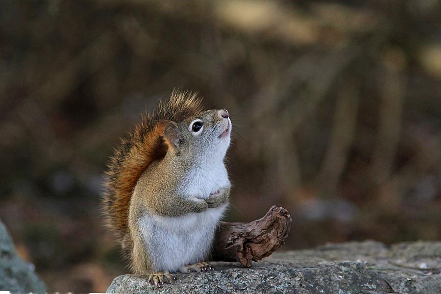 up squirrel