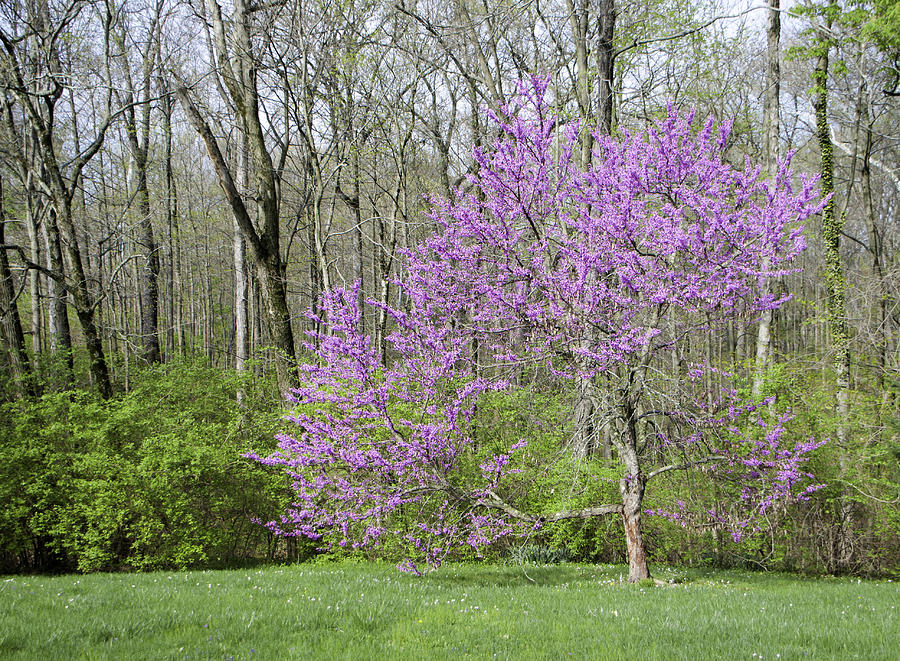 American Redbud Photograph by Phyllis Taylor