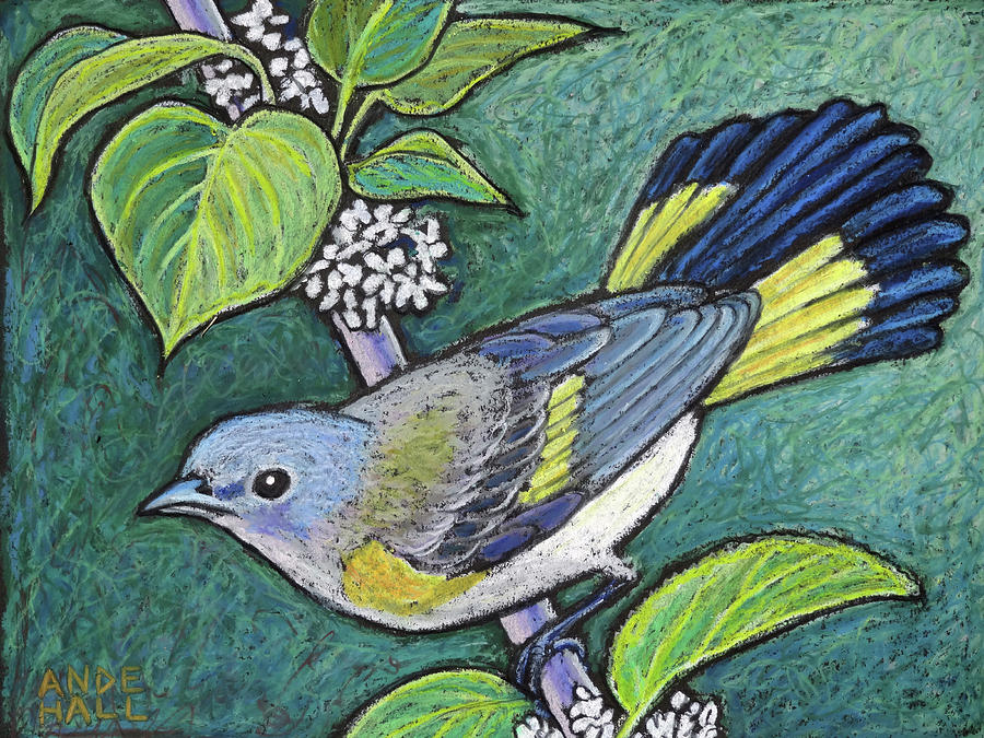 American Redstart Female Painting by Ande Hall