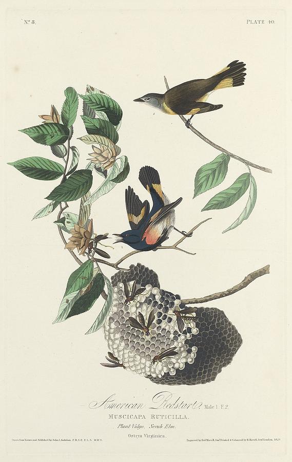 John James Audubon Drawing - American Redstart by Dreyer Wildlife Print Collections 