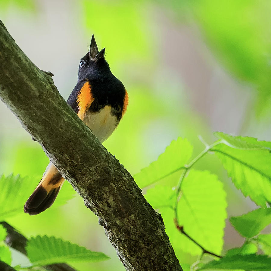 American Redstart square Photograph by Bill Wakeley