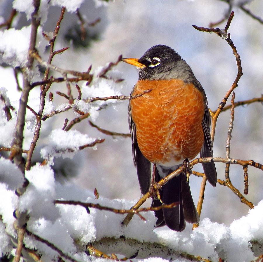 American Robin 2 Photograph by LeAnne Perry - Fine Art America