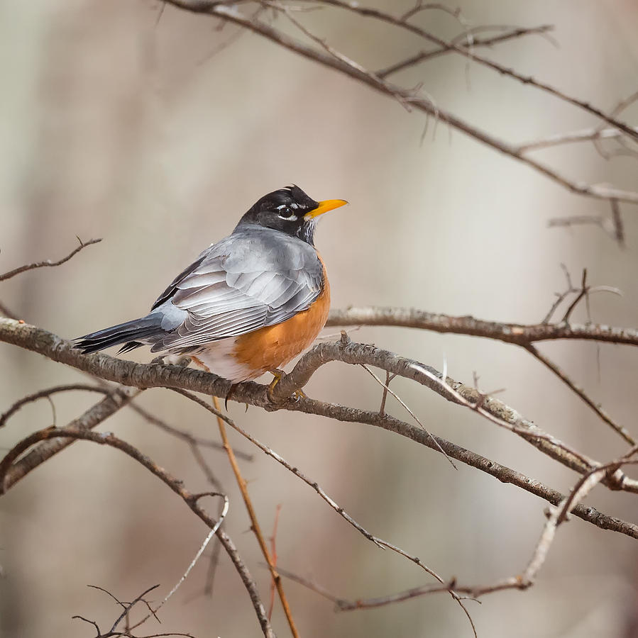 American Robin Photograph by Bill Wakeley
