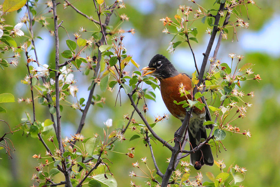 American Robin Photograph by Brook Burling