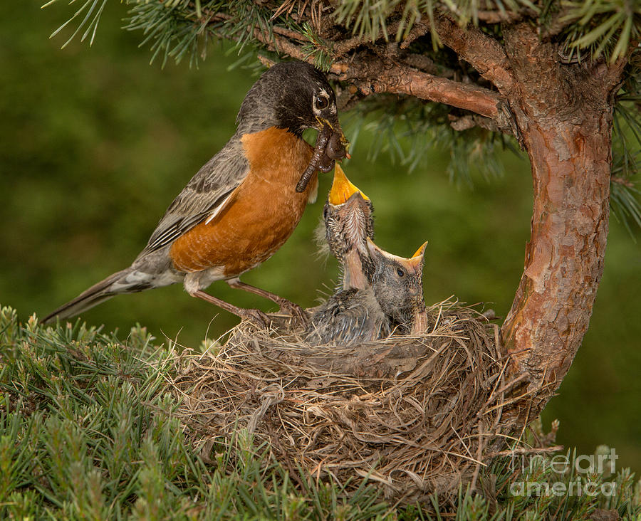Nature Photograph - American Robin Feeding Chicks by Jerry Fornarotto