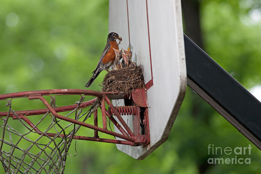 American Robin Feeding Young Photograph by Kenneth M. Highfill