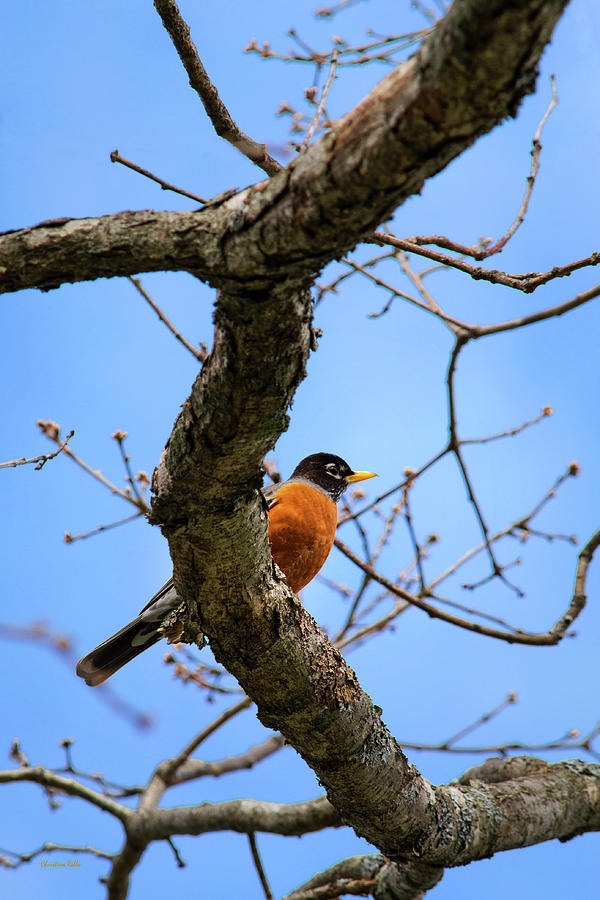 American Robin in a Tree Photograph by Christina Rollo