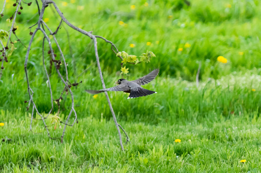 American Robin in Flight Photograph by Holden The Moment