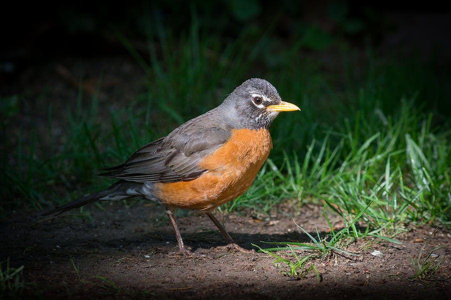 American Robin Photograph by Kenneth Cole