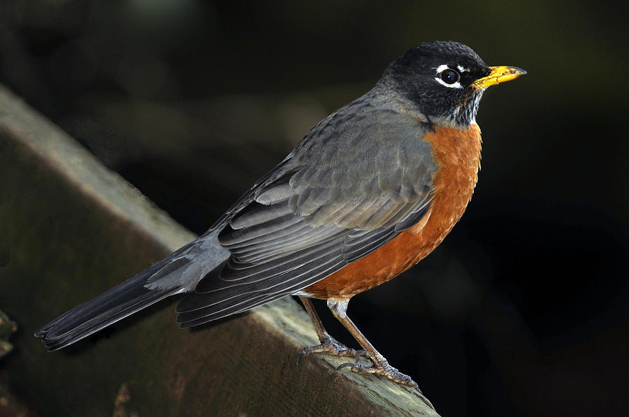 American Robin Photograph by Laura Mountainspring