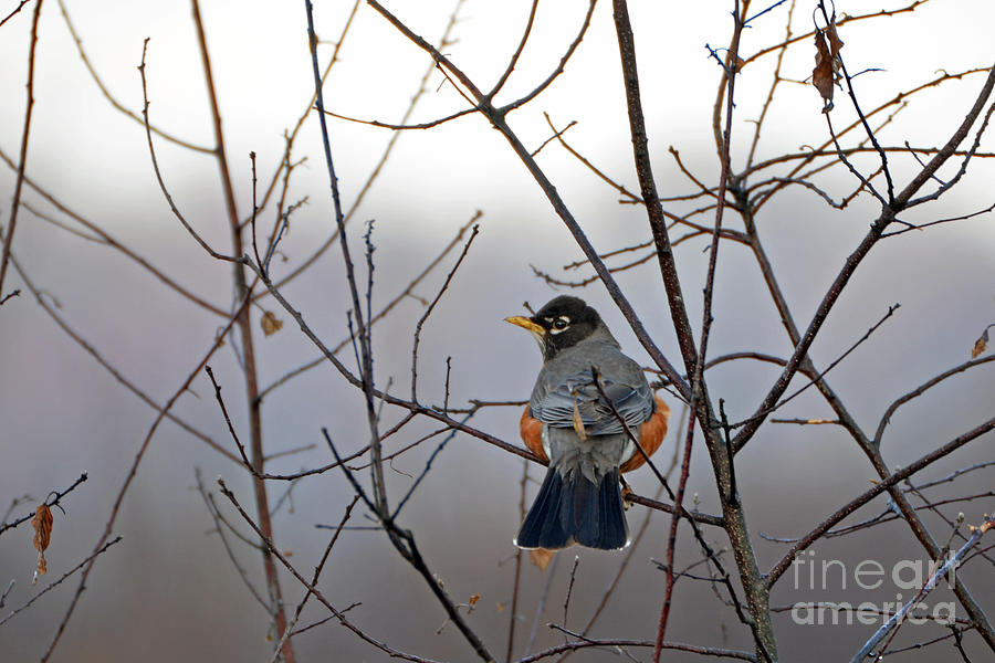 American Robin Photograph by Lila Fisher-Wenzel
