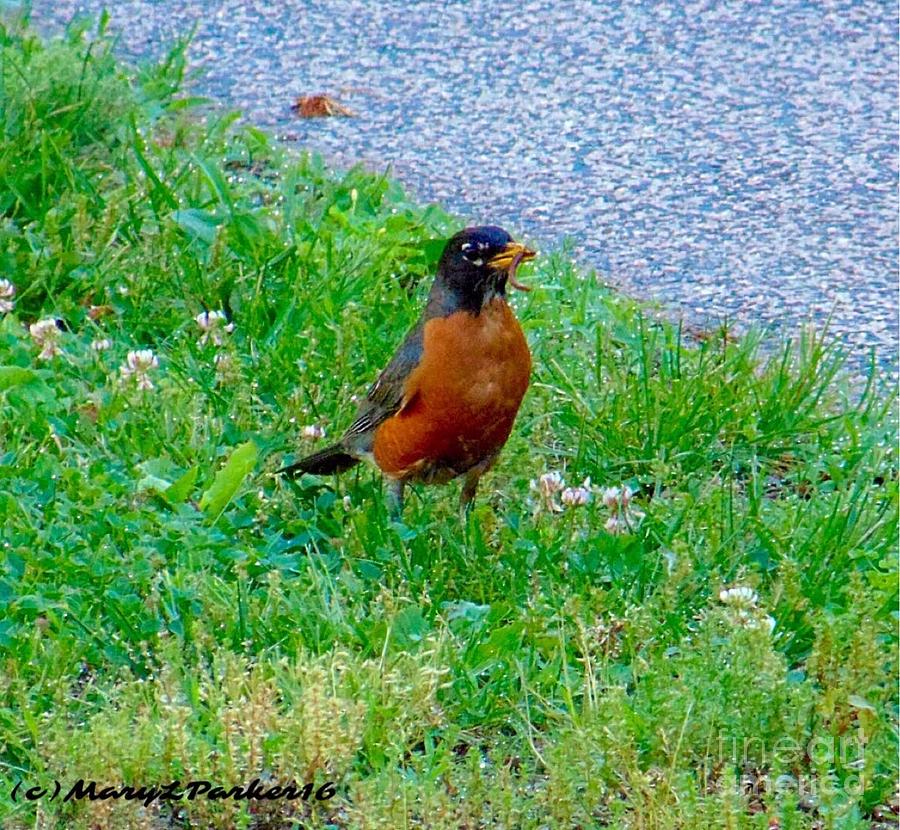 American Robin Photograph by MaryLee Parker