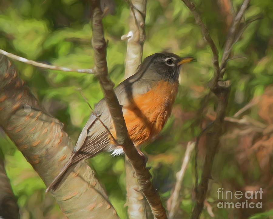 American Robin Photograph by Michelle Tinger