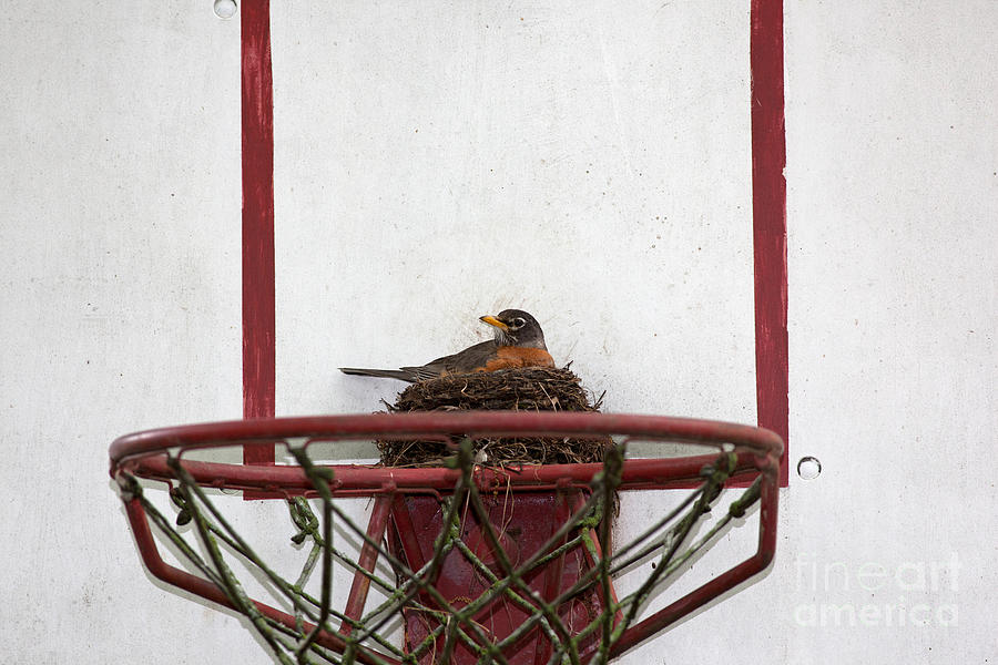 American Robin Nesting On Basketball Net Photograph by Kenneth M. Highfill