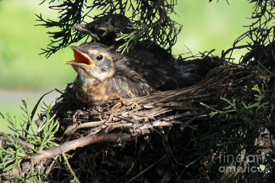 Robin Photograph - American Robin nestlings by Adam Long