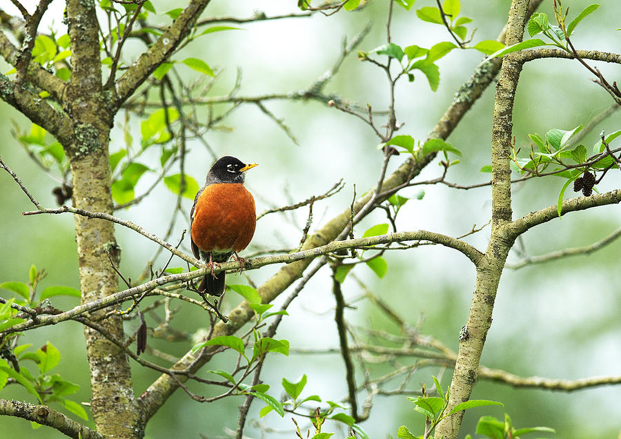 Robin Photograph - American Robin on Tree Branch by Sharon Talson
