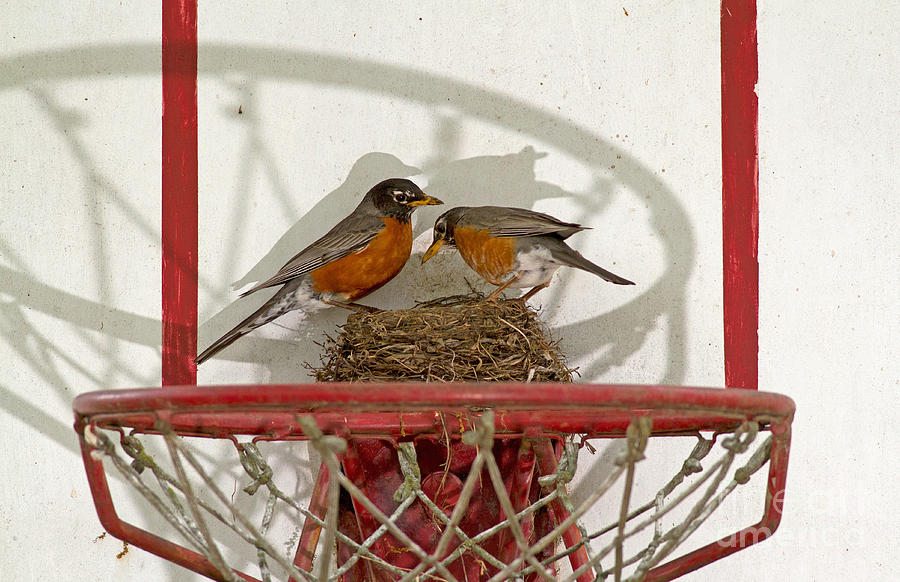 American Robin Pair At Nest Photograph by Kenneth M. Highfill