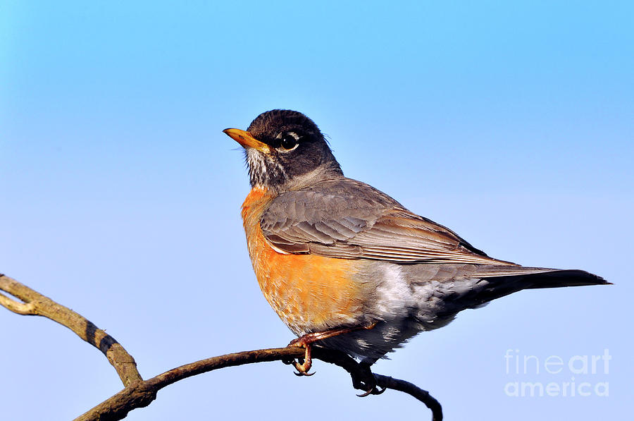 American Robin Perched Photograph by Laura Mountainspring
