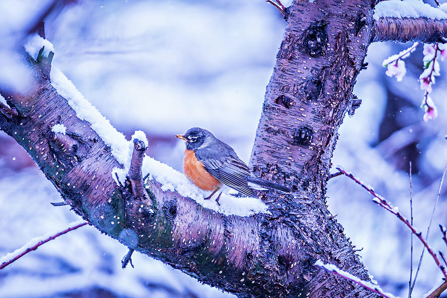 American Robin Perched On Blooming Peach Tree In Spring Snow Photograph by Alex Grichenko