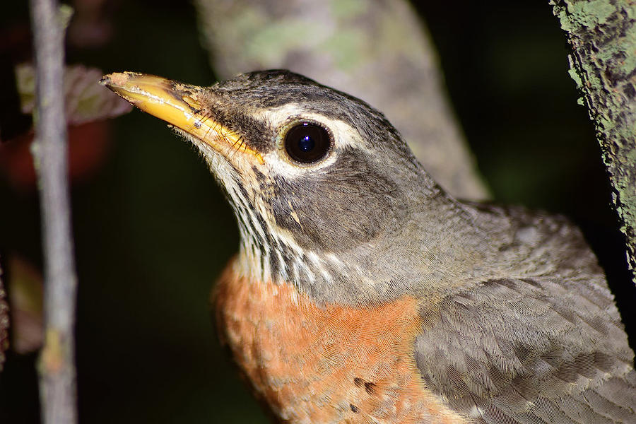 American Robin Portrait Photograph by Samuel Miller