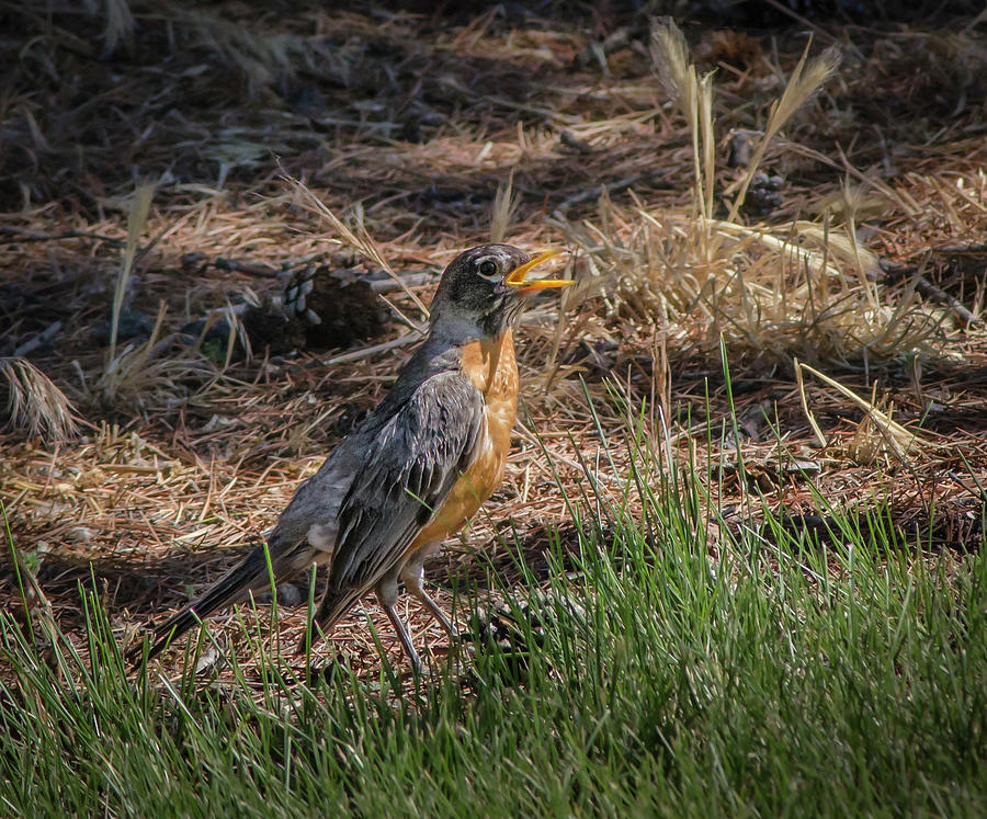 American Robin  Photograph by Rick Mosher