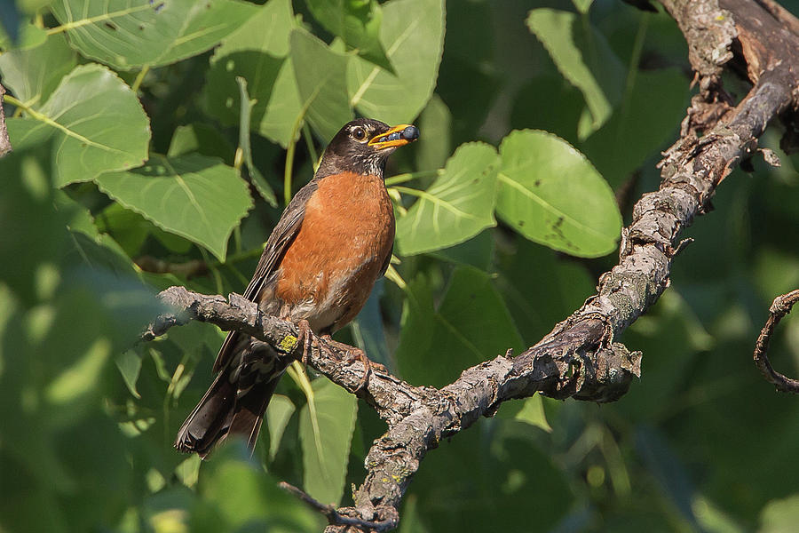 American Robin Photograph by Ronnie Maum