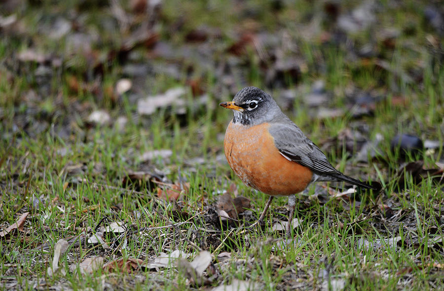 American Robin Photograph by Whispering Peaks Photography