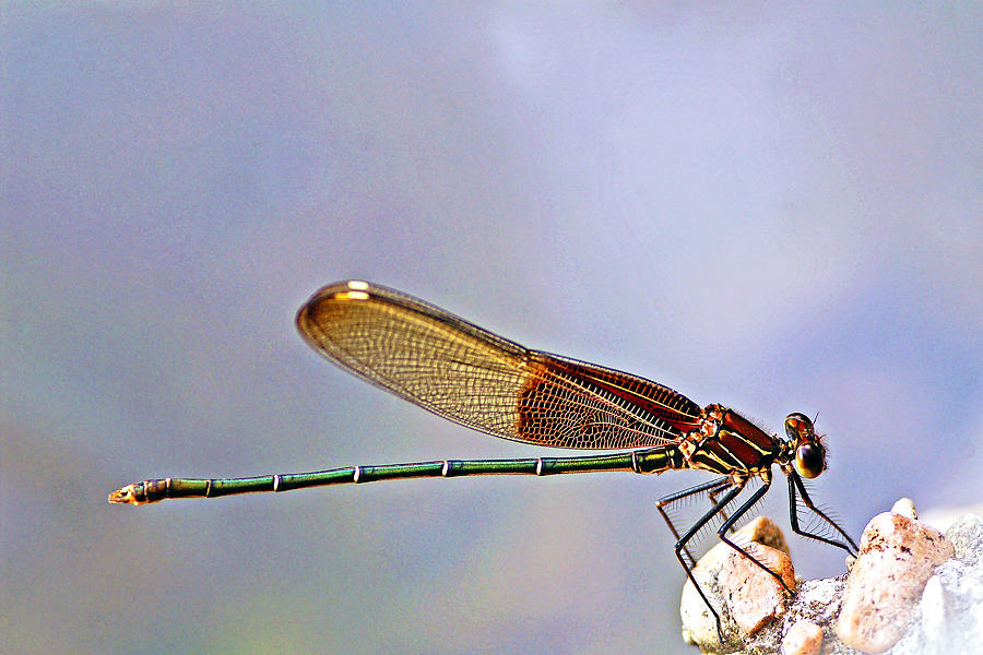 Insects Photograph - American Rubyspot by Bill Morgenstern