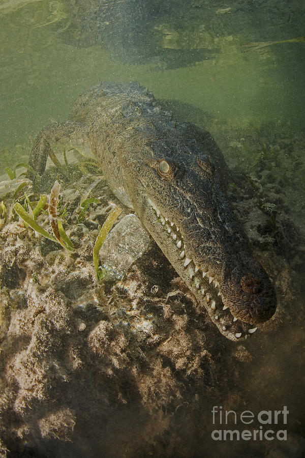 American Saltwater Crocodile Photograph by Mathieu Meur