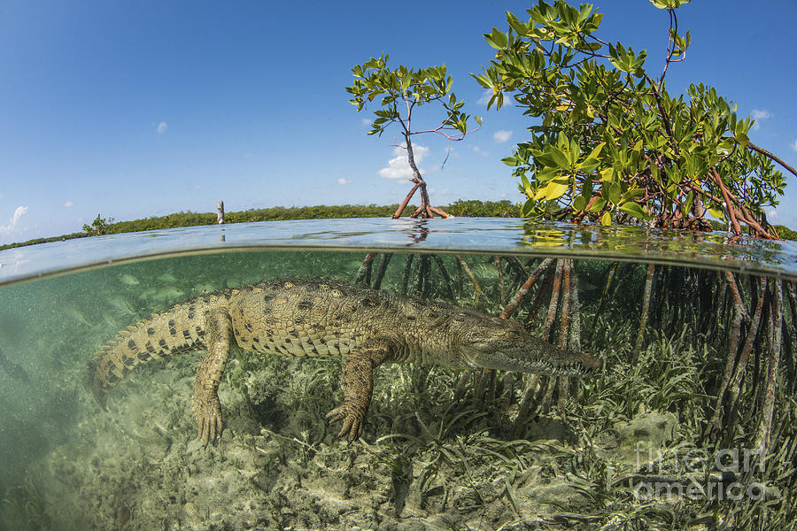 American Saltwater Crocodile Swimming Photograph