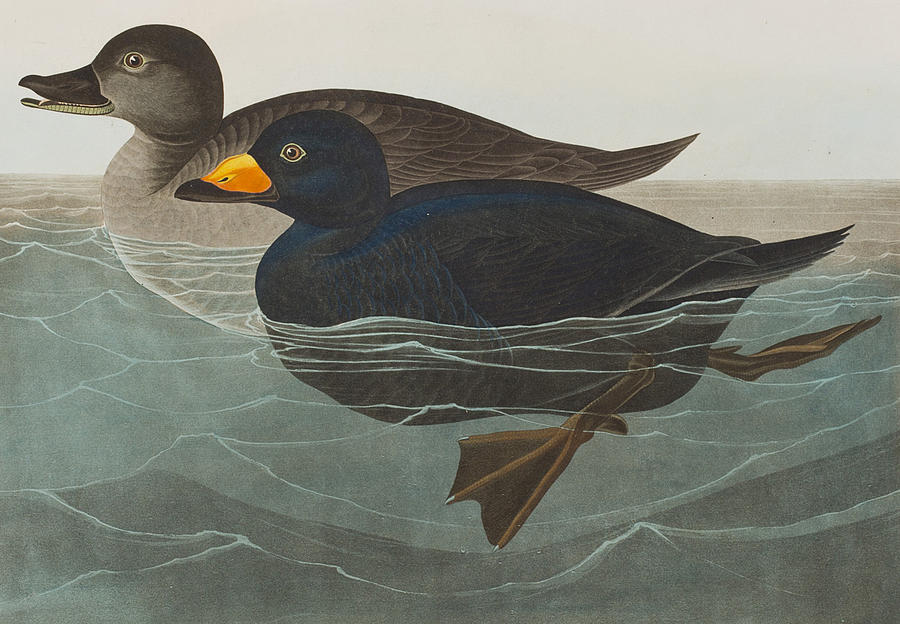 John James Audubon Painting - American Scoter Duck by John James Audubon