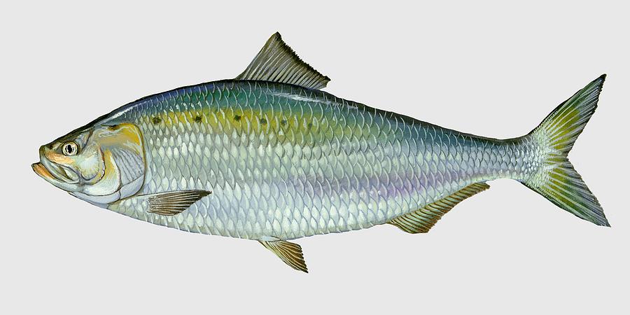 Fish Mixed Media - American Shad by Movie Poster Prints