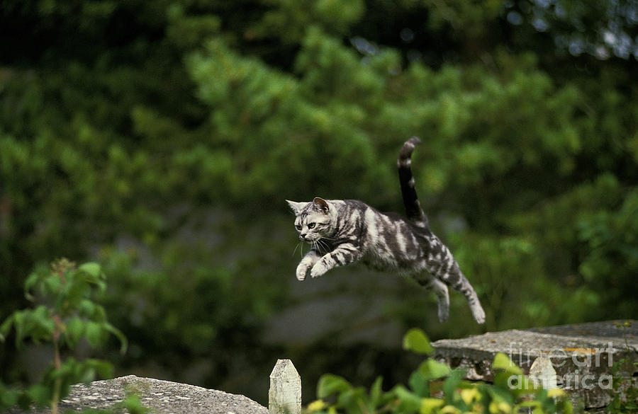 American Shorthair, Leaping Photograph by Gerard Lacz
