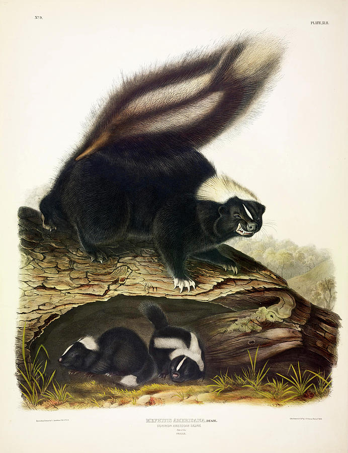 John James Audubon Painting - American Skunk by John James Audubon